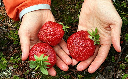 Rare Seeds Giant Strawberry Alyy Ogonek-Scarlet Light Organic Russian Berries