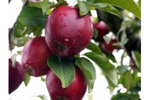Red Delicious Apple, Malus Pumila, 30 Tree Seeds (Hardy, Fast)