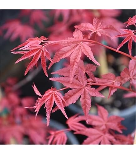 Amazon.com : SAFLAX - Red Japanese Maple - 20 Seeds - Acer
