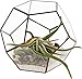 Mindful Design Glass Terrarium - Geometric Dodecahedron Desktop Garden Planter (Black)