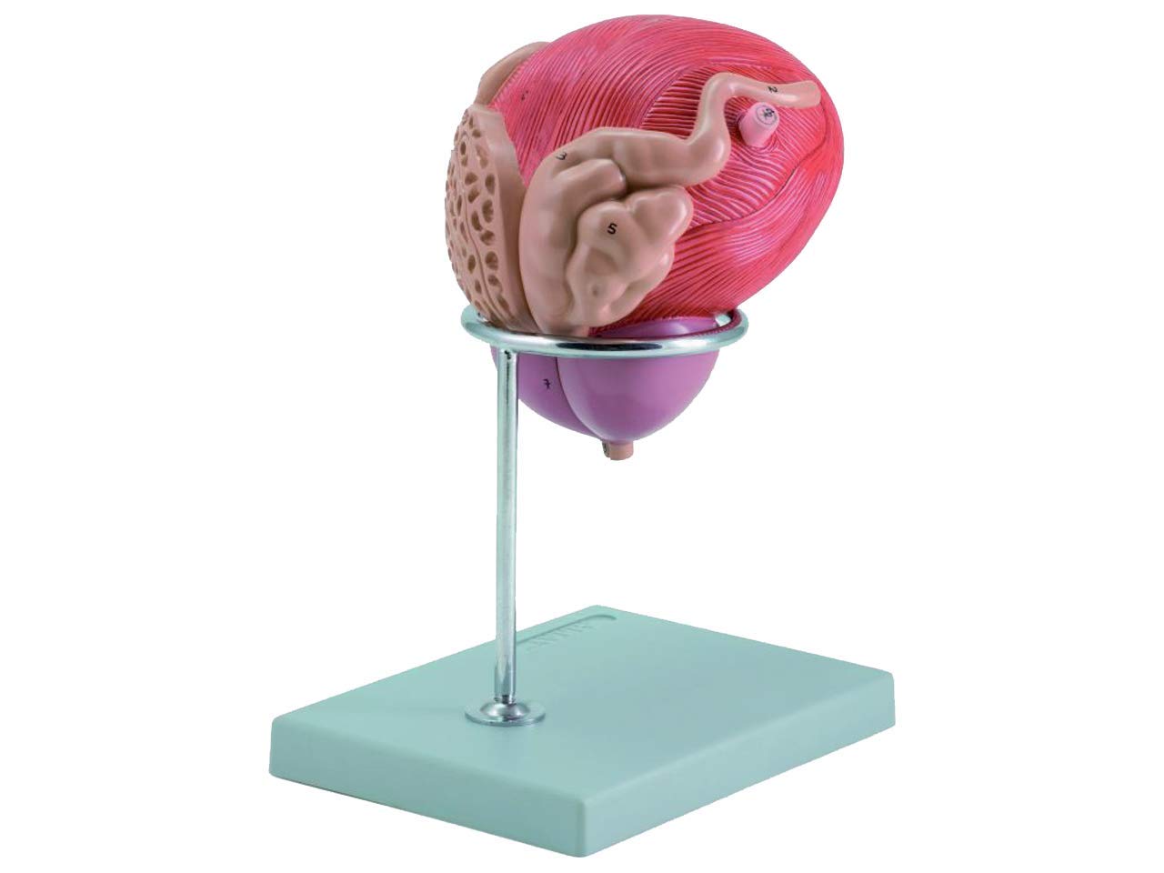 Gima - Anatomical Model of Human Male Urinary Bladder with Prostate, Sectioned, Highly Detailed, Tridimensional, Modular in 2 Parts, Magnification 1X