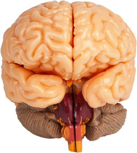 SmartLab Toys The Amazing Squishy Brain