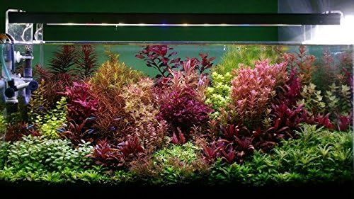 7 Species Live Aquarium Plants Package 25 Stems! rotala ludwigia+More Colorful