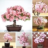 100+ Cherry Blossom Tree Seeds for Planting Home