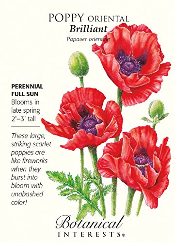 Brilliant Oriental Poppy Seeds - 200 mg Brilliant Oriental Poppy Seeds - 200 mg