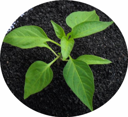 Better Biochar Infused with Vermicompost. Make your own Terra Preta Soil. Grow BIGGER AND HEALTHIER Plants. One Time Application. Innoculated with Premium Worm Castings. The Gardeners Secret. Create Your Own Biological Oasis. Best Biochar For Your Plants.