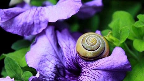 Amazon Co Jp 数字によるdiyペイントは 大人と子供が壁を美化するための工芸品の絵画に適しています壁にはブラシとアクリル絵の具による カタツムリハマグリの花のシェルが付属しています ホーム キッチン