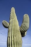 25 Gigantic Saguaro Cactus Seeds Carnegia gigantea