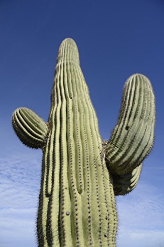 25 Gigantic Saguaro Cactus Seeds Carnegia gigantea 25 Gigantic Saguaro Cactus Seeds Carnegia gigantea