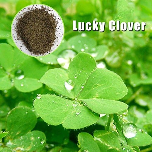 Springdoit Aquarium Plant Seeds - Mid or Foreground Tank Decor Amphibious Carpet Aquarium Plant Short Germination Time Creates a Natural Ecosystem for Your Fish - Lucky Clove