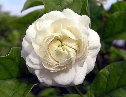 Arabian Jasmine Plant - Grand Duke of Tuscany - Fragrant - 4" Pot
