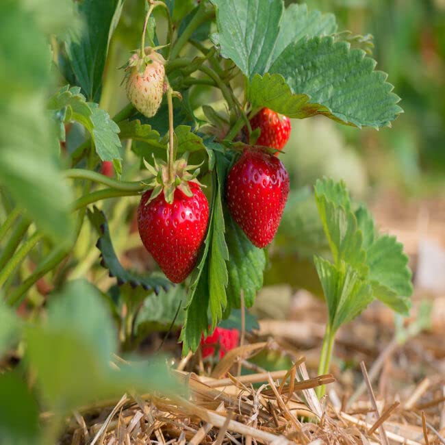 YUNAKSEANURSERY Quinalt Everbearing 10 Bare Root Strawberry Plants - Perennial Fruit for Home Garden, Easy to Grow