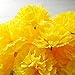 TRvancat Marigold Flower Heads Bulk 15Pcs, Silk Artificial Flowers for DIY Wedding Party Deor 10cm (Yellow)