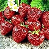 Sweet Charlie Strawberry Fruit Plant Seed 100 Stratisfied Berry Plant Seeds