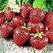Sweet Charlie Strawberry Fruit Plant Seed 100 Stratisfied Berry Plant Seeds primary