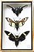 REAL 3 MIXS CICADA INSECT TAXIDERMY SET IN BOXES DISPLAY FOR COLLECTIBLES