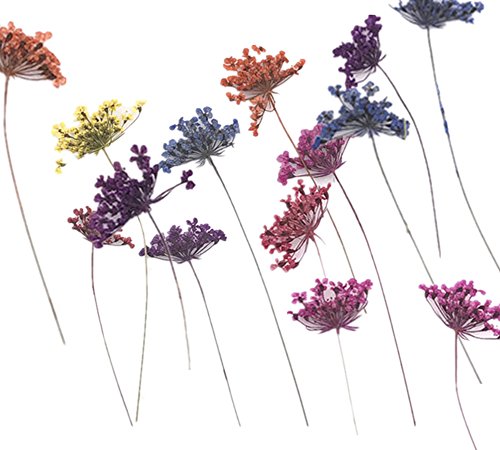 24pcs Mini Pressed Flower Real Lace Flowers Collections Natural Dried Flowers DIY Art Floral Decors (Multicolor)