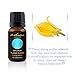 Ylang Ylang Essential Oil of 100% Proven Purity, Derived Wholly from the Flowers of the Ylang Ylang Tree. Half Ounce (15 ml)