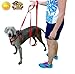 Upgraded Mini Bark Control Device Outdoor Anti Barking Ultrasonic Dog Bark Control Sonic Bark Deterrents Silencer Stop Barking Bark Stop Repeller (31FT)
