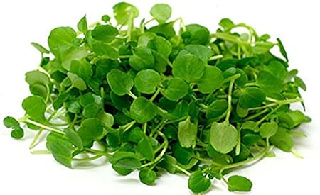 Creative Farmer Herb Yielding Seeds - Chinese Watercress Vegetable Seeds Kitchen Garden Pack