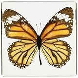 REALBUG Monarch Butterfly Paperweight(3x3x1)