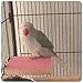 Colorful Bird Perch Stand Platform Natural Wood Playground Paw Grinding Clean for Pet Parrot Budgies Parakeet Cockatiels Conure Lovebirds Hamster Gerbil Rat Mouse Cage Accessories Exercise Toysthumb 4