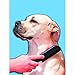 Evriholder FURemover Pet Hair Removal Brush, color may vary