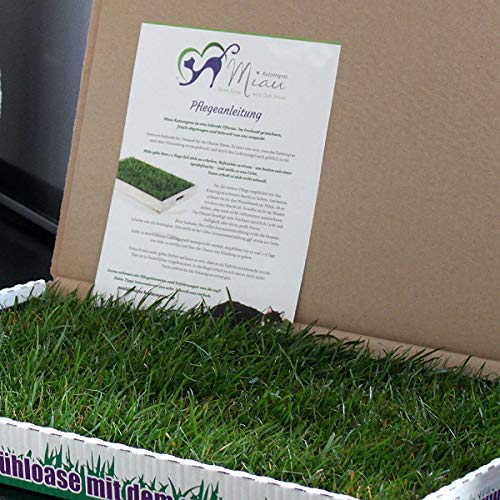 MIAU Katzengras Doppelpack KatzeHundTier Shop