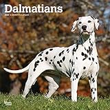 Dalmatians 2020 12 x 12 Inch Monthly Square Wall Calendar, American Dog Breeds by