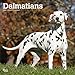 Dalmatians 2020 12 x 12 Inch Monthly Square Wall Calendar, American Dog Breeds by