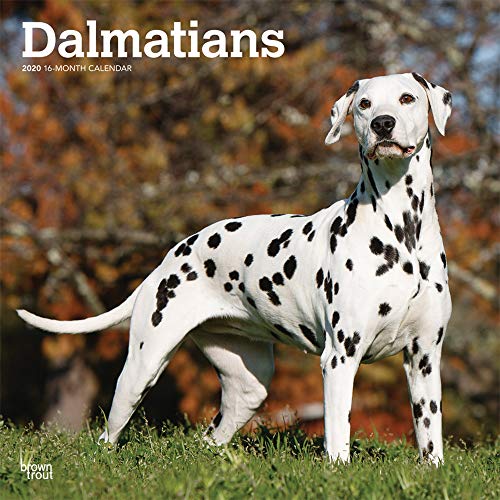 Dalmatians 2020 12 x 12 Inch Monthly Square Wall Calendar, American Dog Breeds by