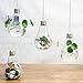 Novelty Gifts Set of 2 Hanging Light Bulb Terrarium, Clear Glass Air Plant Terrariums With Hanging String, Glass Votive Holders