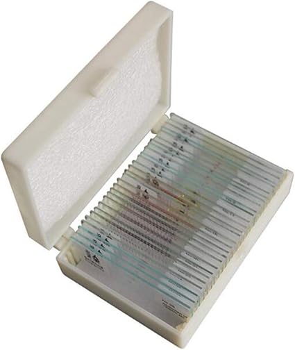 Amazon Com Biuyyy 28 Piece Prepared Microscope Slides Histology And Embryology Microscope Slide Frog Embryo Set For Use In Biological Education Sports Outdoors