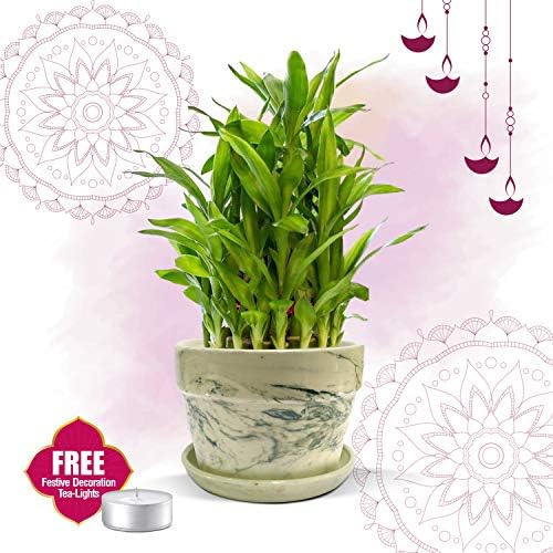 Nurturing Green 2-Layer 17-19 Stalks Lucky Bamboo Plant in Green Decorative Ceramic Pot (Small Good-Luck Bamboo Plant Indoor for Home, Tables, Office Desks)