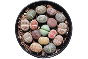 MICRO LANDSCAPE DESIGN Pack of 30 Live Small Exotic Lithops Plant One Year Old Seedlings Perfect for Lithops Starter Great Terrarium Addition, Shipped Bare Root Without Soil or Pot