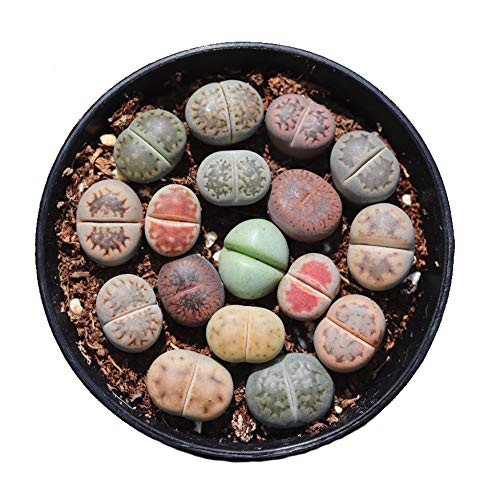 Pack of 8 Live Mini Exotic Lithops Plant Seedlings Perfect for Lithops Starter Great Terrarium Addition FY2018 Seedlings (Pack of 8 Seedlings)