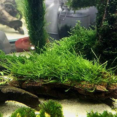 Java Moss On Driftwood