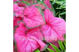 f Fresh 50pcs Thailand Caladium Flower Seeds for Planting Pink: Package Contatins Seeds Not a Live Plants