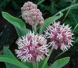 Showy Milkweed Seed Balls for Fall Planting (Asclepias speciosa) (20)