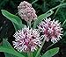 Showy Milkweed Seed Balls for Fall Planting (Asclepias speciosa) (20)