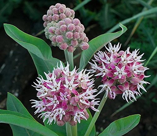 Showy Milkweed Seed Balls for Fall Planting (Asclepias speciosa) (20)