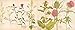 A Victorian Flower Album