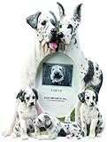 Harlequine Great Dane Gift Picture Frame Holds Your Favorite 3x5 Inch Photo, A Hand Painted Realistic Looking Harlequine Great Dane Family Surrounding Your Photo. This Beautifully Crafted Frame is A Unique Accent to Any Home or Office. The Harlequine Great Dane Picture Frame Is The Perfect Gift For Harlequine Great Dane Owners And Lovers!