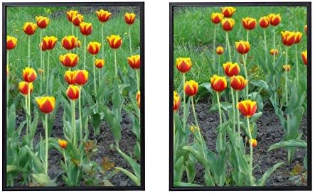 50x70cm X2枚 ライト高級 クリスタル磁器の装飾画 黒アルミ合金フレーム チューリップ花花壇カラフルな緑の草 アートパネル 壁掛け絵画 インテリアアート 現代 壁飾り 部屋飾り 壁ポスター 絵画 玄関 おしゃれ モダン 壁掛け Distribuidoravalmor Com