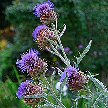 Fash Lady New! 30+ Cardoon Flower Seeds Great Dried OR Fresh ARANGEME