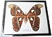REAL VERY BIG SIZE ATLAS MOTH FRAMED DISPLAY INSECT TAXIDERMY SIZE 11