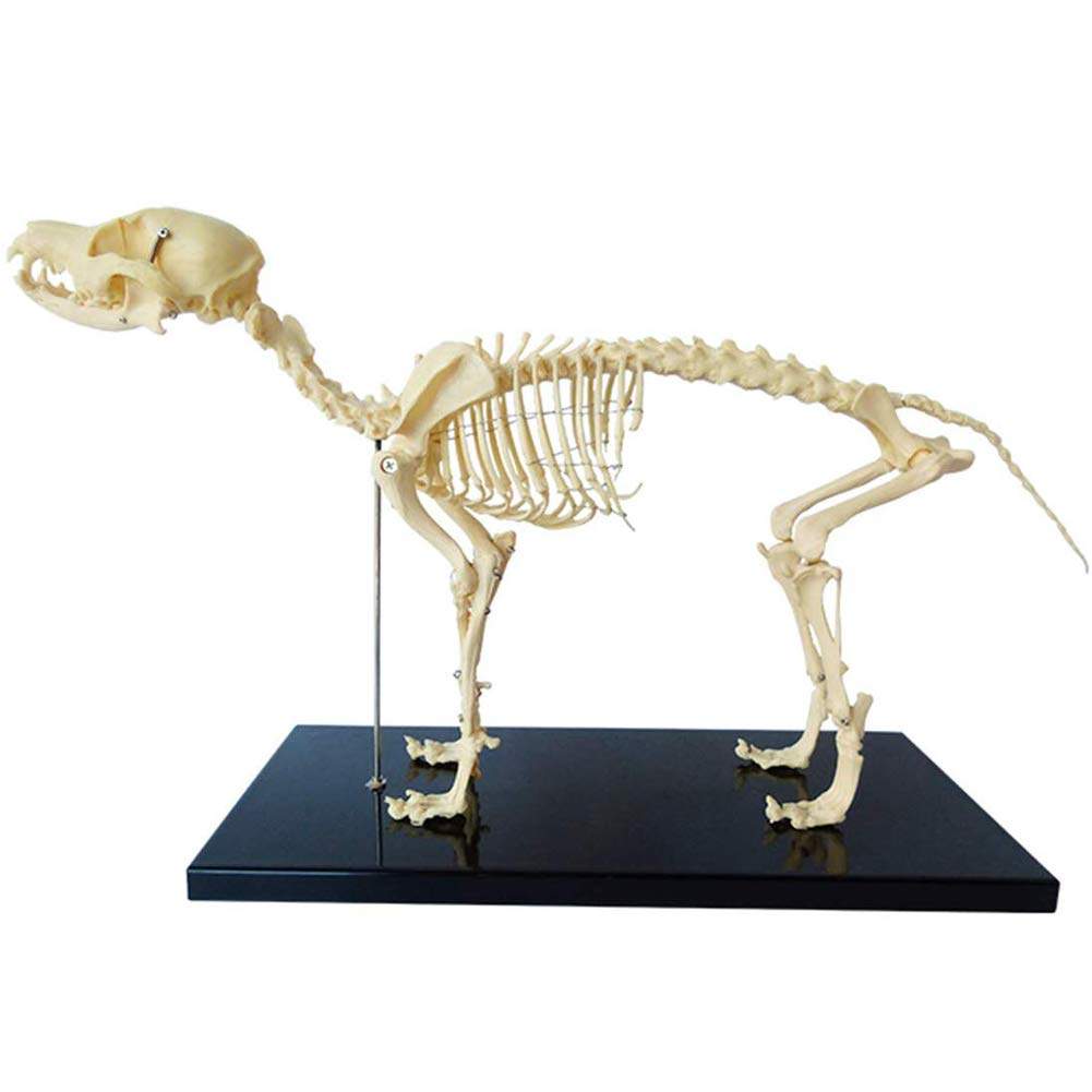 Dog Skeleton Specimen Model Animal Anatomy Teaching Model Dogs Anatomical Model Animal Anatomy and Human Biology Teaching Veterinary Teaching Demonstration Tool