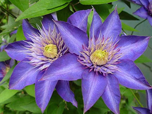 Multi Blue Clematis - New! - Navy Blue Double Flower - 2.5