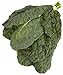 Organic Lacinato (Dinosaur) Kale, One Bunch