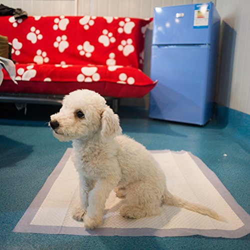 Petphabet 100 Pack Dog Pee Pads 23 by 24 Inches,Lavender Scented Dog